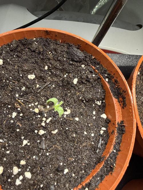 RS11 Traphouse Genetics. Week 0