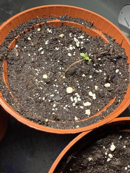 RS11 Traphouse Genetics. Week 0 - Nr 2
