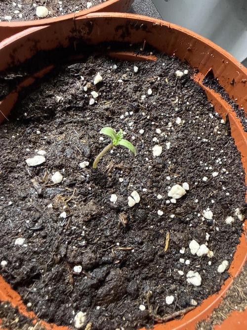 RS11 Traphouse Genetics. Week 0 - Nr 3
