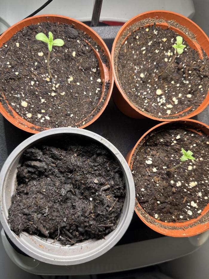 RS11 Traphouse Genetics. Week 1 - Sie wachsen 