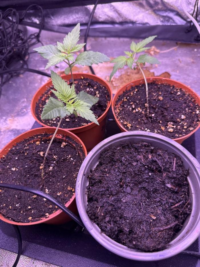 RS11 Traphouse Genetics. Week 2