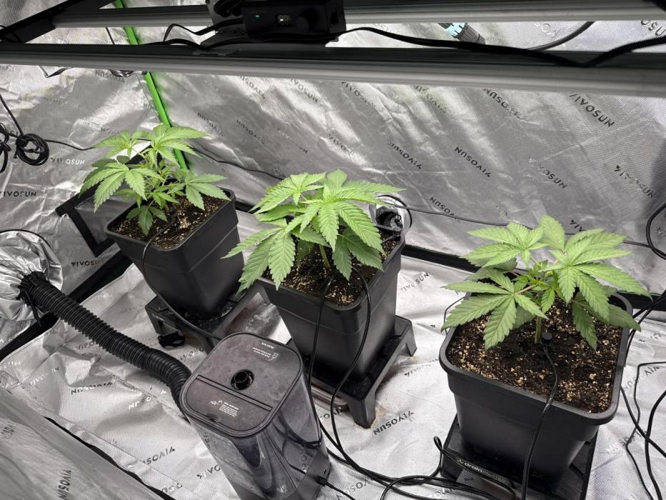 RS11 Traphouse Genetics. Week 3