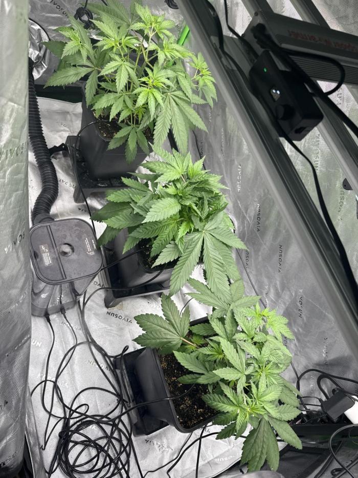 RS11 Traphouse Genetics. Week 4