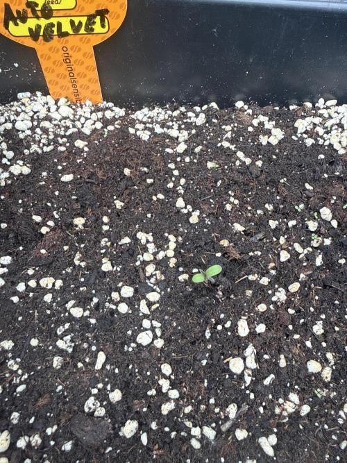 Auto Velvet Drip. Week 1