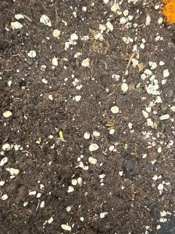 Original Sensible Seeds. Week 1