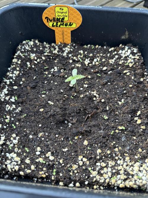 Purple Lemon Tree XL Auto. Week 2