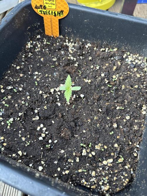 Auto Twilight Zlush. Week 2