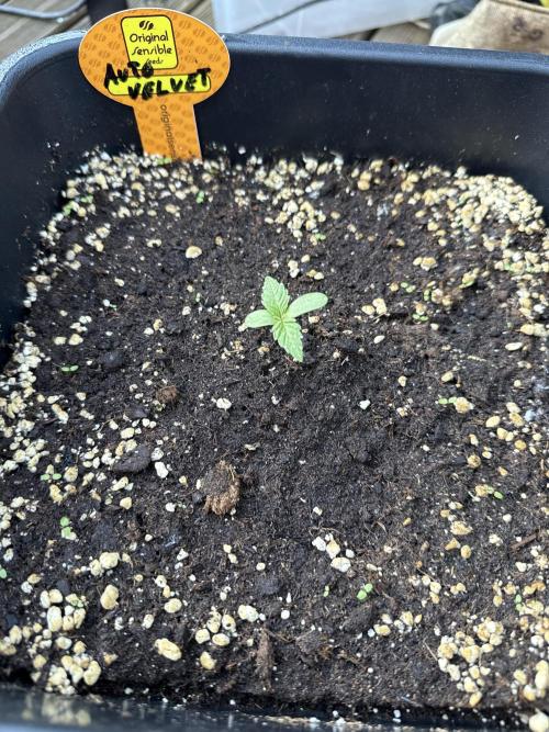 Auto Velvet Drip. Week 2