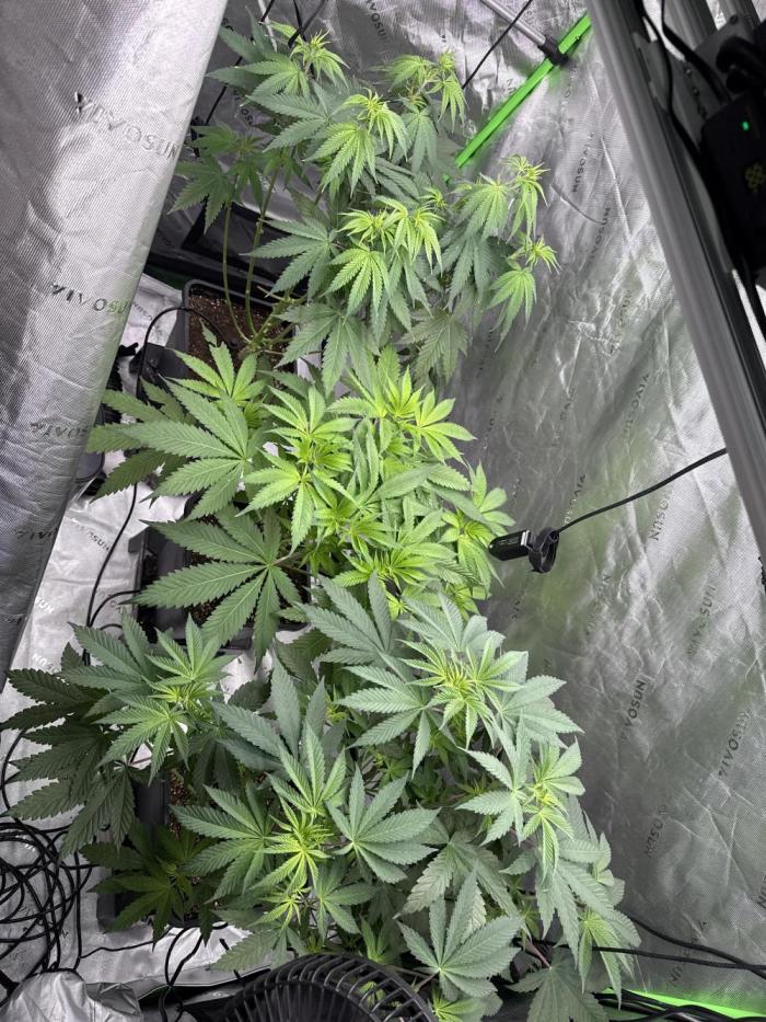 RS11 Traphouse Genetics. Week 5