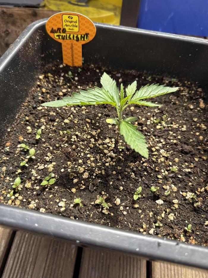 Original Sensible Seeds. Week 3