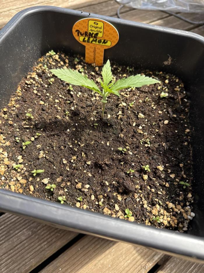 Original Sensible Seeds. Week 3