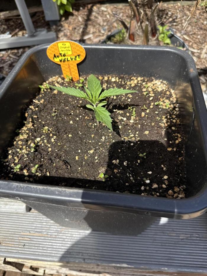 Original Sensible Seeds. Week 3