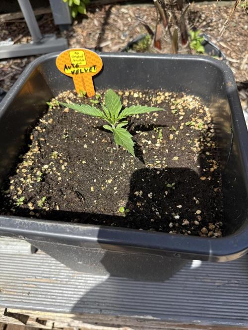Auto Velvet Drip. Week 3