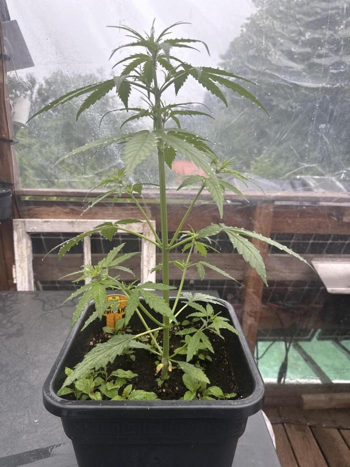 Original Sensible Seeds. Week 4