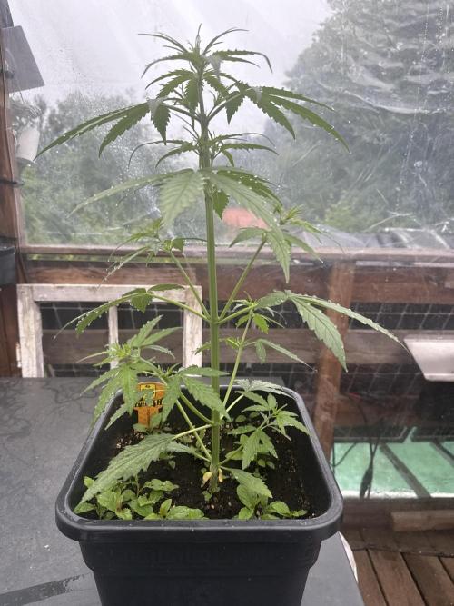 Auto Twilight Zlush. Week 4