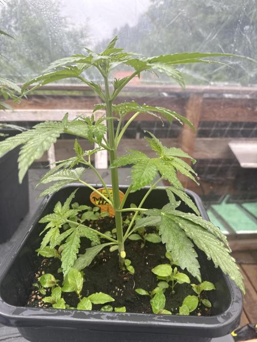 Purple Lemon Tree XL Auto. Week 4