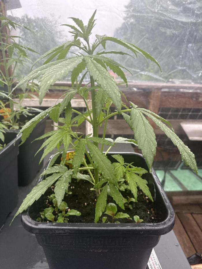 Original Sensible Seeds. Week 4