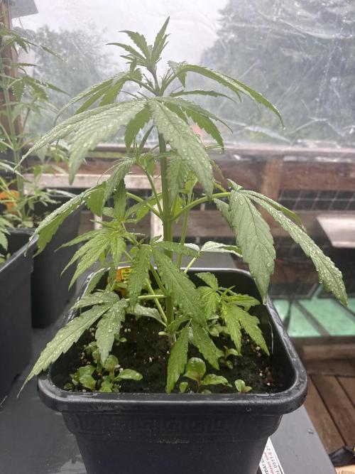 Auto Velvet Drip. Week 4