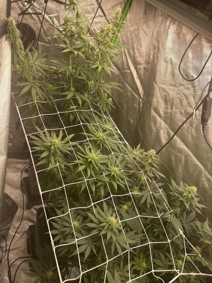 RS11 Traphouse Genetics. Week 6