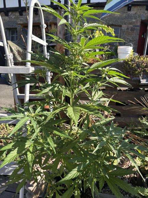 Auto Velvet Drip. Week 5