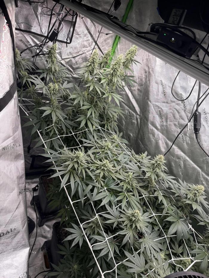 RS11 Traphouse Genetics. Week 7