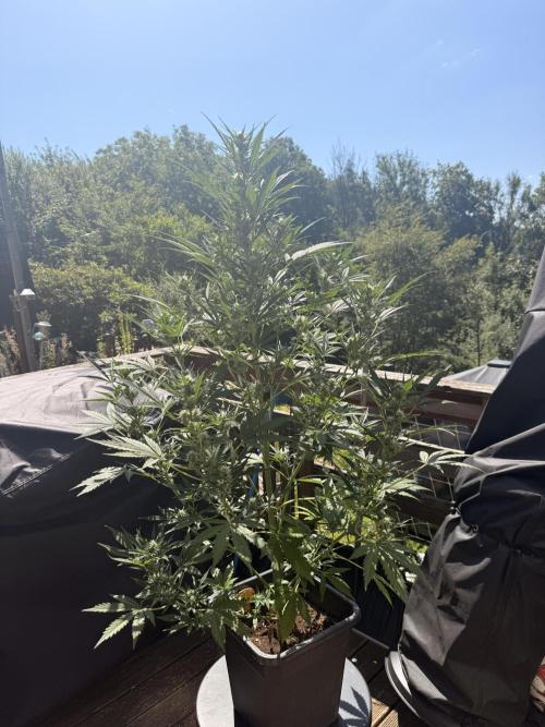 Purple Lemon Tree XL Auto. Week 6