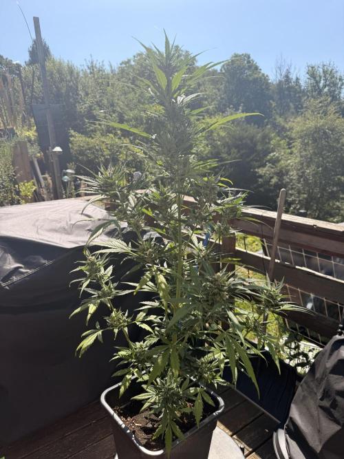 Auto Velvet Drip. Week 6