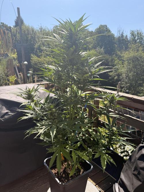 Auto Twilight Zlush. Week 6