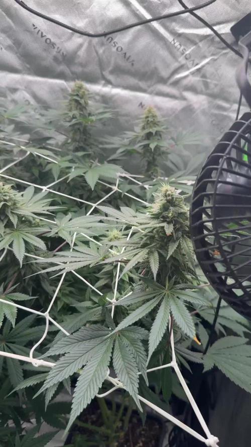 RS11 Traphouse Genetics