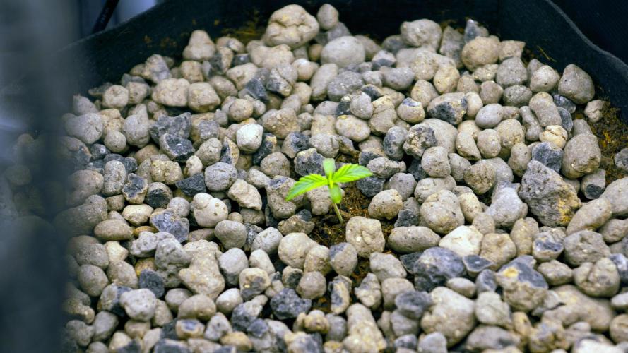 Big Maristuff ,very first grow. Week 0