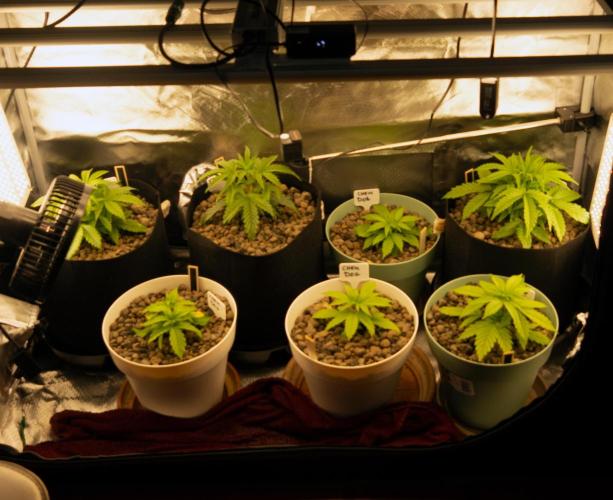 Big Maristuff ,very first grow. Week 2 - 7 plants in my grow box. Way too many. Lets see what happens