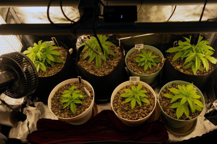 Big Maristuff ,very first grow. Week 2
