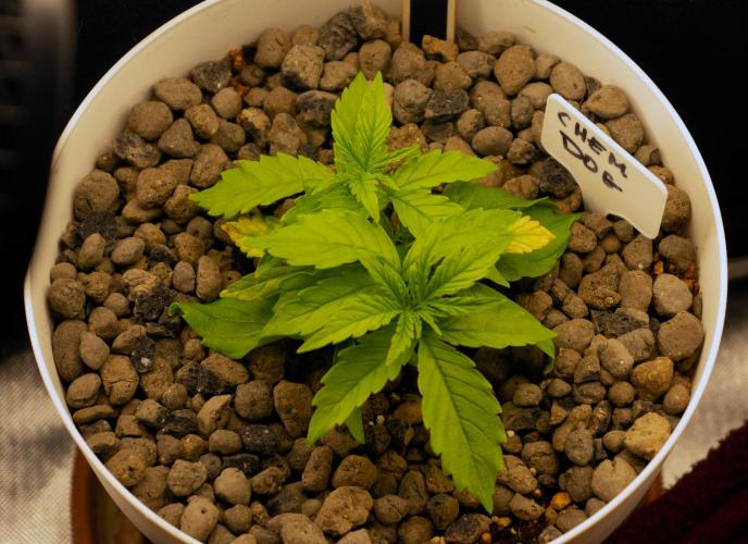 Big Maristuff ,very first grow. Week 2 - Signs of fertilization burn; Flushes plant with de-clorinated tap water