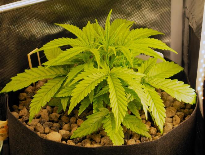 Big Maristuff ,very first grow. Week 2 - Black Toffee auto flower looking good