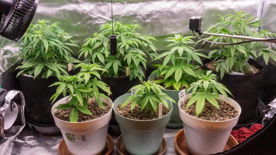 Big Maristuff ,very first grow. Week 3 - Auto flowering plants @ 28 cm and Photoperiod plants ( in plastic pots) @18 cm