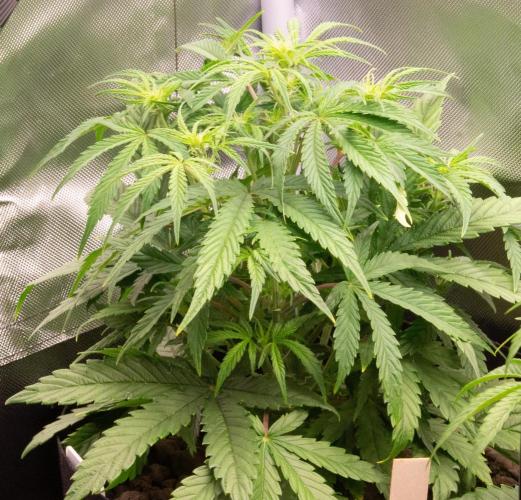 Big Maristuff ,very first grow. Week 3 - Toffee autoflowering