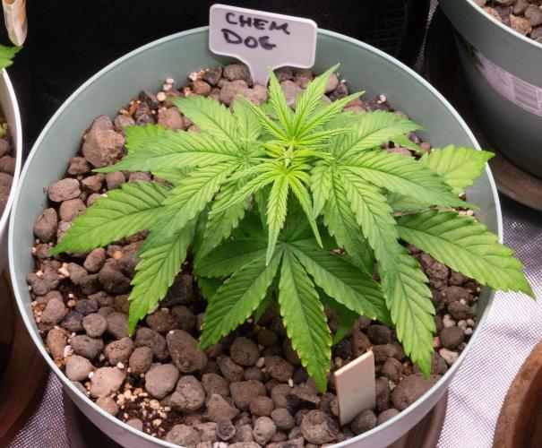 Big Maristuff ,very first grow. Week 3 - Chem dog Photoperiod