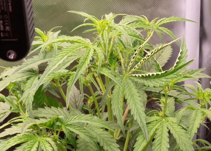 Big Maristuff ,very first grow. Week 3 - This autoflowering toffee  looking funky. Curled leaves. less full. Why???