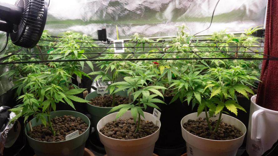 Big Maristuff ,very first grow. Week 4 - Did a lot of defoliating and LST