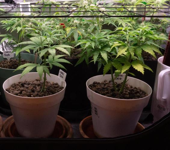 Big Maristuff ,very first grow. Week 4 - Yellowing of leaves. According to Gemini, my plants were starving.