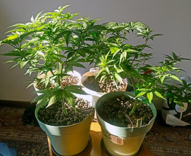 Big Maristuff ,very first grow. Week 5 - Chem dog left outside  of tent in sunlight for about 6 hours.