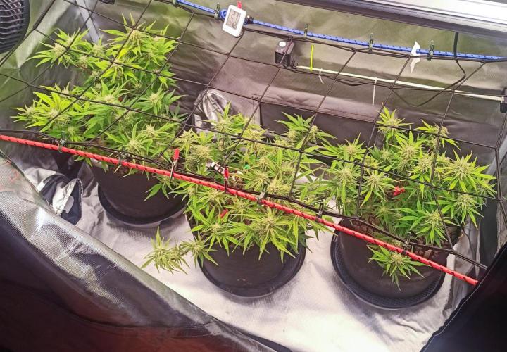 Big Maristuff ,very first grow. Week 5 - Auto flowering black toffee left inside of tent .