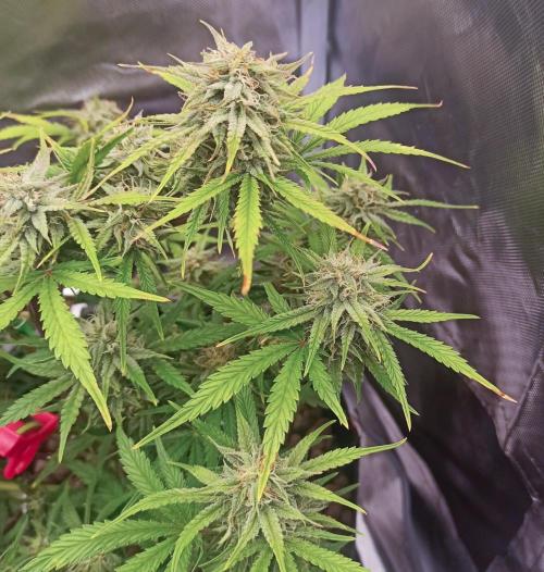Big Maristuff ,very first grow. Week 5 - The auto flowering toffee got some Advanced nutrients Bloom A+B. 50%