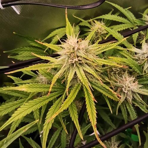Big Maristuff ,very first grow. Week 6