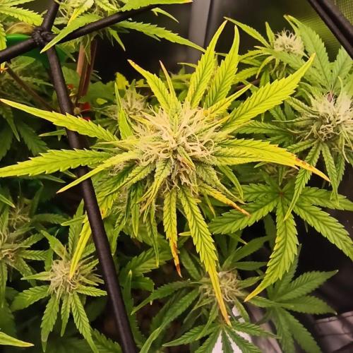 Big Maristuff ,very first grow. Week 6