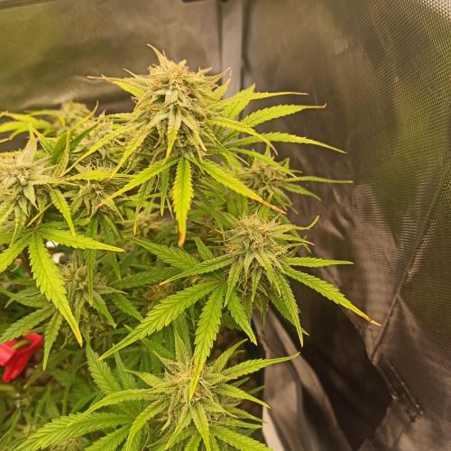 Big Maristuff ,very first grow. Week 7
