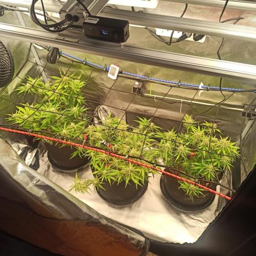 Big Maristuff ,very first grow. Week 7