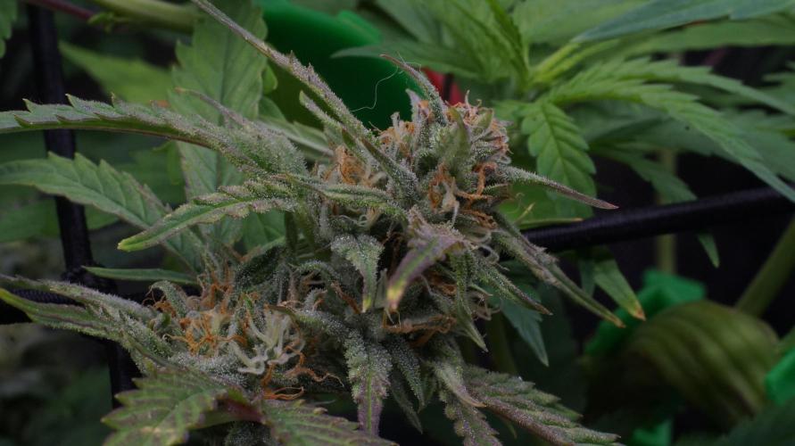 Big Maristuff ,very first grow. Week 7