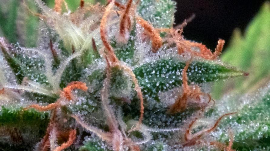 Big Maristuff ,very first grow. Week 8