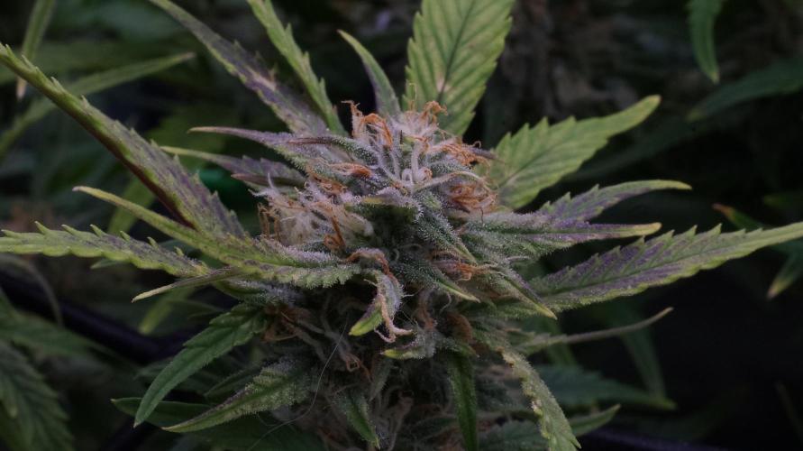 Big Maristuff ,very first grow. Week 8